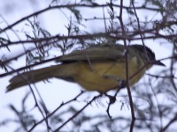 Yellow-bellied Greenbul (Chlorocichla flaviventris)
