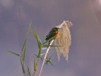 Little Bee-eater (Merops pusillus)