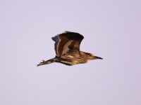 Black-crowned Night Heron (Nycticorax nycticorax)