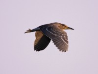 Black-crowned Night Heron (Nycticorax nycticorax)