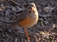 Kurrichane Thrush (Turdus libonyana)