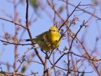 African Yellow White-eye (Zosterops senegalensis)