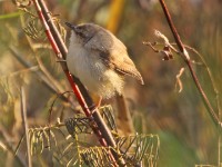 Tawny-flanked Prinia (Prinia subflava)