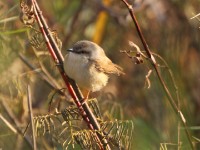 Tawny-flanked Prinia (Prinia subflava)