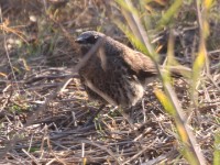 Hartlaub's Babbler (Turdoides hartlaubii)