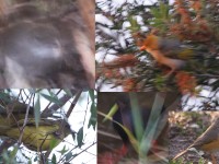 Terrestrial Brownbul (Phyllastrephus terrestris) Red-headed Weaver (Anaplectes rubriceps) Yellow-bellied Greenbul (Chlorocichla flaviventris)