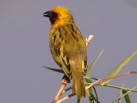 Southern Brown-throated Weaver (Ploceus xanthopterus)