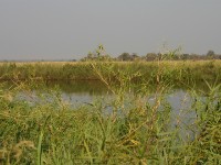 Kavango River Nkwazi Lodge
