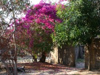 Nkwazi Lodge