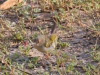 Grey-backed Camaroptera (Camaroptera brevicaudata)