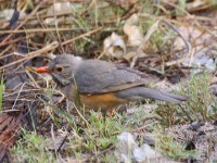 Kurrichane Thrush (Turdus libonyana)