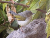 Grey-backed Camaroptera (Camaroptera brevicaudata)