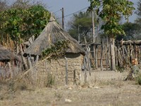 Bagani
