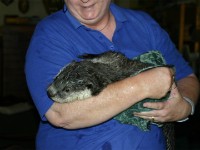Otter Shamvura Charlie Paxton
