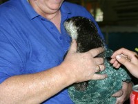 Otter Shamvura Charlie Paxton