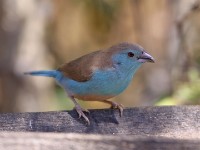 Blue Waxbill (Uraeginthus angolensis)
