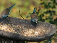 Blue Waxbill (Uraeginthus angolensis)