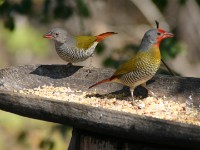 Green-winged Pytilia (Pytilia melba)