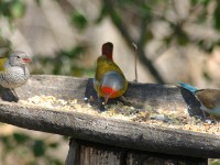 Green-winged Pytilia (Pytilia melba) Blue Waxbill (Uraeginthus angolensis)