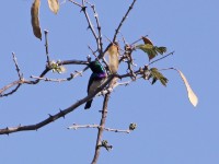 White-bellied Sunbird (Cinnyris talatala)