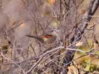 Brown-crowned Tchagra (Tchagra australis)