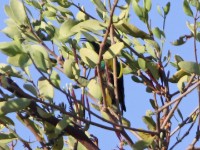 Shelley's Sunbird (Cinnyris shelleyi)