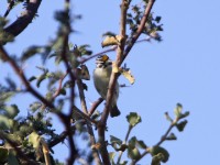 Yellow-fronted Tinkerbird (Pogoniulus chrysoconus)