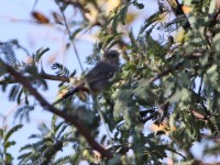 Chestnut-vented Warbler (Sylvia subcaerulea) Tit-babbler