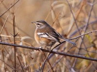 White-browed Scrub Robin (Cercotrichas leucophrys)