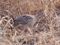 Crested Francolin (Dendroperdix sephaena)
