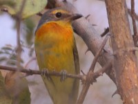 Orange-breasted Bushshrike (Chlorophoneus sulfureopectus)