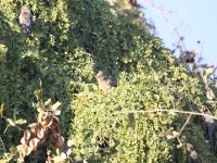 Red-faced Mousebird (Urocolius indicus)