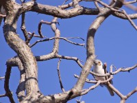 White-crested Helmetshrike (Prionops plumatus)