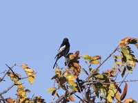 Southern Black Tit (Melaniparus niger)