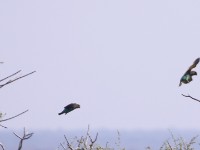 Meyer's Parrot (Poicephalus meyeri)