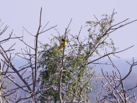 Black-headed Oriole (Oriolus larvatus)