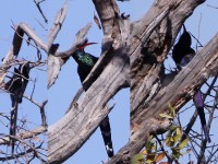 Green Wood Hoopoe (Phoeniculus purpureus)