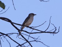 Pale Flycatcher (Melaenornis pallidus)