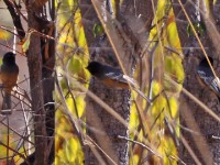 Rufous-bellied Tit (Melaniparus rufiventris)