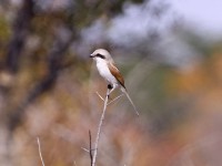 Souza's Shrike (Lanius souzae)