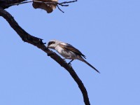 Souza's Shrike (Lanius souzae)