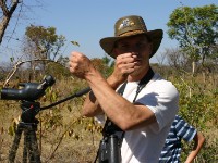 Twitching Souza's Shrike (Lanius souzae)
