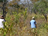 Habitat for Souza's Shrike (Lanius souzae)