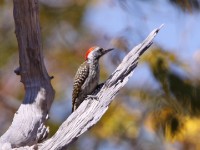 Cardinal Woodpecker (Dendropicos fuscescens)