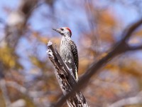 Cardinal Woodpecker (Dendropicos fuscescens)