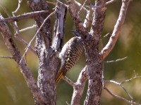 Cardinal Woodpecker (Dendropicos fuscescens)