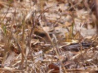 Neddicky (Cisticola fulvicapilla)