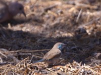 Blue Waxbill (Uraeginthus angolensis)