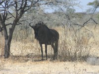 Blue Wildebeest (Connochaetes taurinus) Brindled Gnu