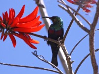 Marico Sunbird (Cinnyris mariquensis)